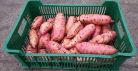Venderé batatas, frescas, producción POLACA. Batatas sin certificado, pero