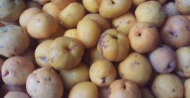 Membrillo japonés a la venta a 15 PLN /