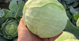 Col híbrida a la venta: beverly hills Phoene de