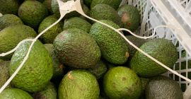 El precio de 1000 kg de aguacate depende de