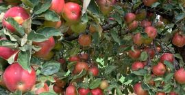 Vendo Ionathan, ionagold, delicios, florina, generos