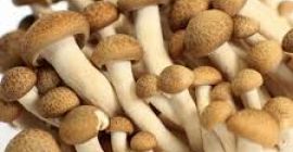 champiñón fresco disponible para la exportación en Dinamarca, póngase