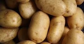 cosecha fresca de patatas disponibles para la exportación en