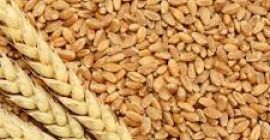 Trigo disponible para exportación en Dinamarca Póngase en contacto