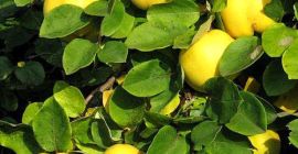 Huerto de membrillos sueltos dispuestos en cajas. Calidad superior.