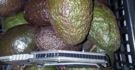 El precio de 500 kg de aguacate depende de