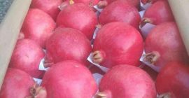 Granate seleccionado de alta calidad. Clasificados y embalados en