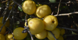 Hola, vendo membrillo japonés, unos 300 kg. Recojo la