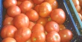 Tomate molido rojo para la venta. Precio desde 1