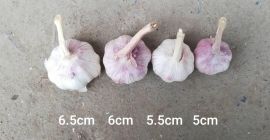 8.000 lei ton cif Rumanía con transporte incluido hasta