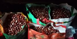 Hola, tengo más de 100 kg de castañas a