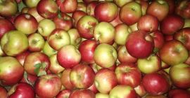 Vendo manzanas, variedades Idared y Florina de mi propio