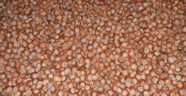 Vendo 700 kg de avellanas limpias y clasificadas recogidas