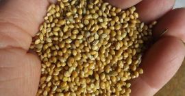 Ofrecemos mijo producido en 2020. En la cantidad de