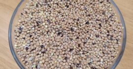 Mijo amarillo de la cosecha de este año