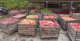 El productor local de la comuna de Golești Vâlcea