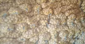 La variedad soraya es de perfecta calidad