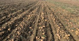 Patatas blancas y rojas, Carrera y Bella Rosa, de