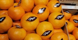 Venderé una naranja y una mandarina de España. Mercancías