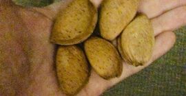 Almendras dulces con cáscara, grado Guara, 10 toneladas, en