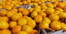 Mandarina sin pepitas, dulce, fácil de pelar.