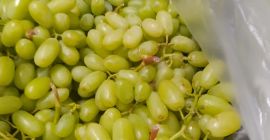 Venta de uvas 15k. sin semillas, origen Turquía, variedad