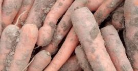 Hola, tengo zanahorias a la venta en la cantidad