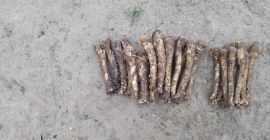 Estamos ofreciendo rábano picante para la venta, producido por