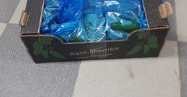 Se vende pepino de la variedad SUPER RHINO, tamaño