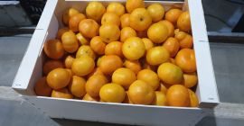 Clementina tamaño 5,2 toneladas. Posible 2-6 toneladas por semana.