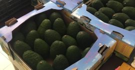 Aguacate Hass, Cal 12-14-16-18-22-24, Cat.1 Origen Michoacán y Jalisco,