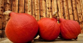 Venderé calabazas de Hokkaido.