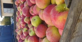 Hola. Ofrezco grandes cantidades a idared y la industria