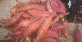 Vendo batata (BATAT), variedad KSC 1. Los tubérculos son