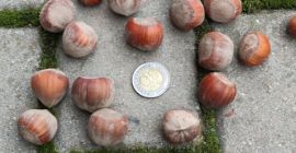 Venderé avellanas a granel. Variedad catalana. Nogal de huerto