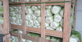 Hola, vendo col china, variedad Bilko, calibre 1 kg