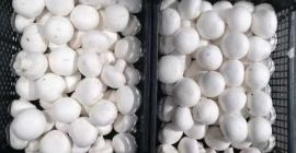 Venderé hongos blancos, precios negociables.