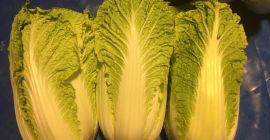 Venderé repollo chino, Calibre: 0,6 kg-1,2 kg, Variedad: Bilko