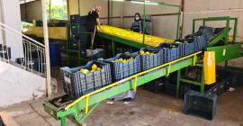 LIMÓN en venta, Kalibr 54-72, origen Turquía, variedad MAYER,