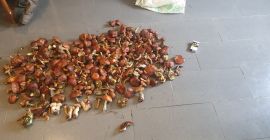 Venderé hongos secos, recolectados esta temporada, sin lombrices, tengo