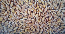 Vendemos cantidad de espelta-100t pureza -99, 8% de humedad-