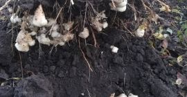 Manzana molida. No se utilizó nada más que agua