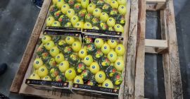 LIMÓN en venta, Kalibr 54-72, origen Turquía, variedad MAYER,