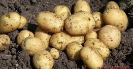 ¡Tengo alrededor de 100 KG de patatas, que puedo
