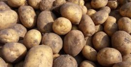 Hola venta de 50 toneladas de vid sin apretar.