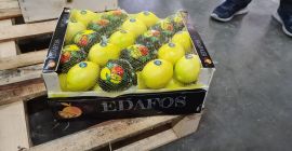 Hola, Lemon Majer calibre 66 y superior, tengo un