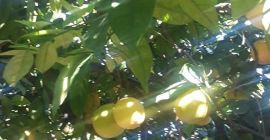 Naranja grado Washington, premium, entrega directamente desde el almacén.
