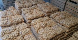 Venta de patatas comestibles. Lord denar riviera. Bigbag o