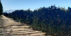 Venderé naranjas para zumos de España. Productos directamente del