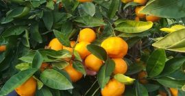 Mandarina Satsuma Premium. Entrega directamente desde el almacén. para